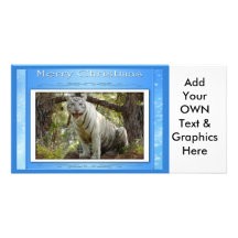 c-2011-white-tiger-019 tarjetas fotográficas 