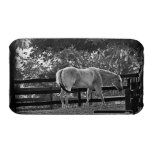 Caballo blanco en la caja de la casamata del polvo iPhone 3 Case-Mate protector