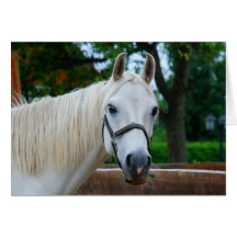 Caballo blanco felicitaciones