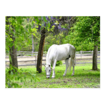Caballo blanco majestuoso postal