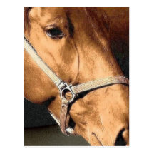 caballo bronceado tarjeta postal