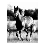Caballo corriente de B&W Postales