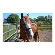 Caballo curioso plantillas de tarjetas de visita