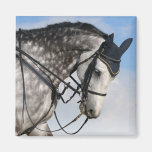 caballo dapple-gris imán de nevera