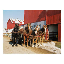 Caballo de proyecto de Amish Team=Postcard Postal