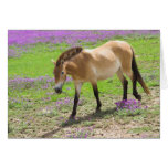 Caballo de Przewalski Felicitacion