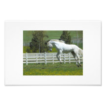 Caballo de salto fotografía  