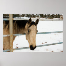 Caballo del Dun en nieve Poster