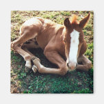 Caballo del imán del potro del bebé
