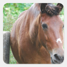 Caballo dulce de Paso Fino Pegatinas Cuadradases