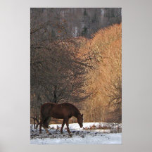 Caballo en invierno poster