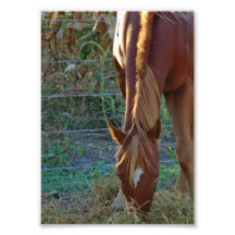 Caballo en la puesta del sol fotos