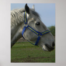 Caballo hermoso posters