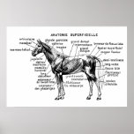 Caballo Impresiones