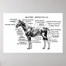 Caballo Impresiones