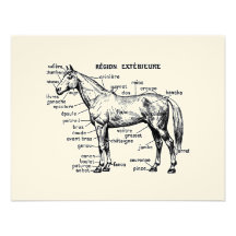 Caballo Invitaciones Personalizada