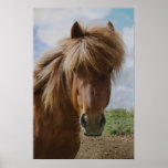 Caballo islandés III Posters