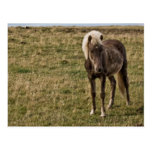 Caballo joven postales
