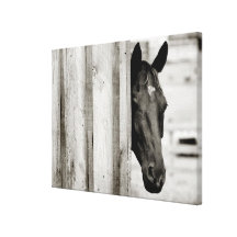Caballo negro curioso lienzo envuelto para galerias