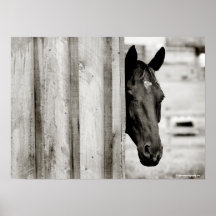 Caballo negro curioso posters