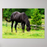 Caballo negro hermoso impresiones