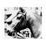 Caballo negro y blanco del arte pop tarjeta postal