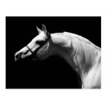 Caballo negro y blanco postales