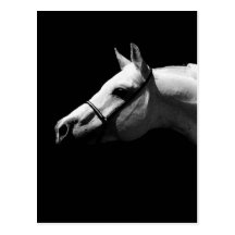 Caballo negro y blanco tarjeta postal