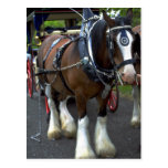 Caballo Postales