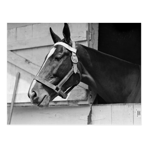 Caballo Postales