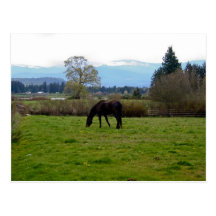 caballo postales