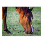 Caballo Postales