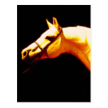 Caballo Postales