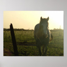 caballo impresiones