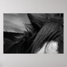 Caballo Posters