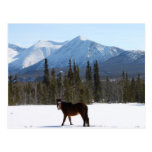 Caballo salvaje en la carretera de Alaska Tarjeta Postal