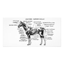 Caballo Tarjeta Personal Con Foto