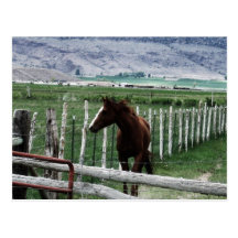 Caballo Tarjeta Postal