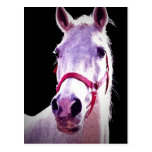 Caballo Tarjeta Postal