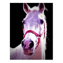 Caballo Tarjeta Postal