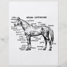 Caballo Tarjetas Informativas
