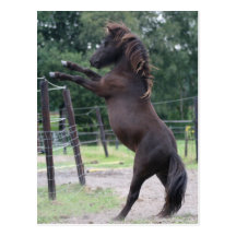 caballo tarjetas postales