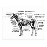 Caballo Tarjetas Postales