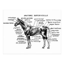 Caballo Tarjetas Postales
