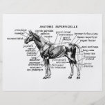Caballo Tarjetón