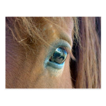 Caballo Vision Tarjeta Postal