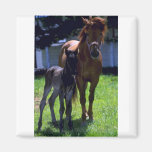 Caballo y potro imán de frigorífico