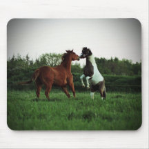 caballo y potro que juegan el mousepad