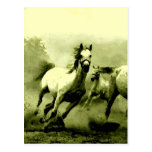 Caballos corrientes tarjetas postales