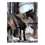 Caballos de Amish que esperan en invierno Tarjeta Postal